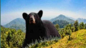 Cocaine-Bear-The-Infamous-Tale-of-a-Drug-Fueled-Tragedy 