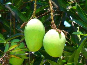 Raw-Mango-A-Fruit-Packed-with-Exclusive-34-Health-Benefits